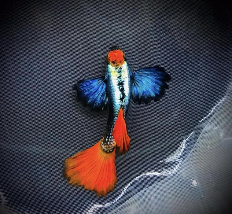 Dumbo Koi Blue Ear Guppy