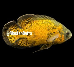 Black Yellow Oscar (Grade A+)
