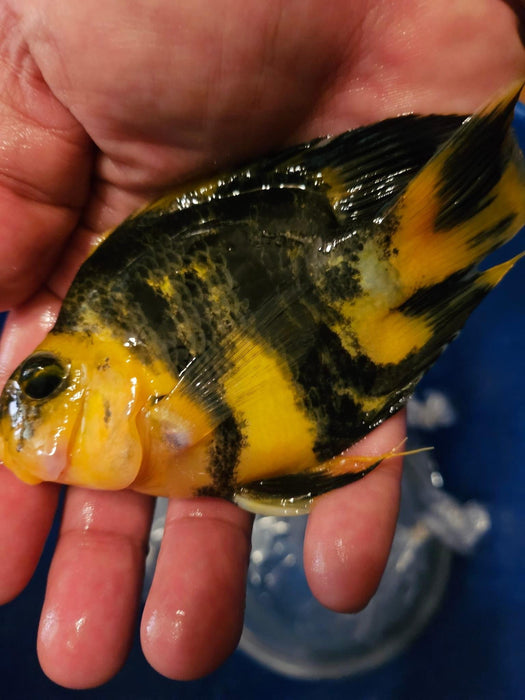 Yellow Tiger Parrot