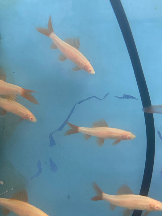 Group of 6x Albino Rainbow Shark