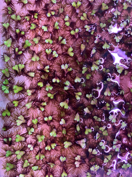 Purple Fringed Riccia
