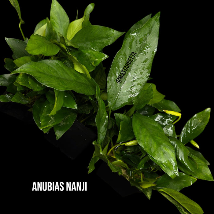 Anubias Nangi Mother Pot
