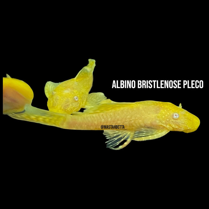Albino Bristlenose Pleco