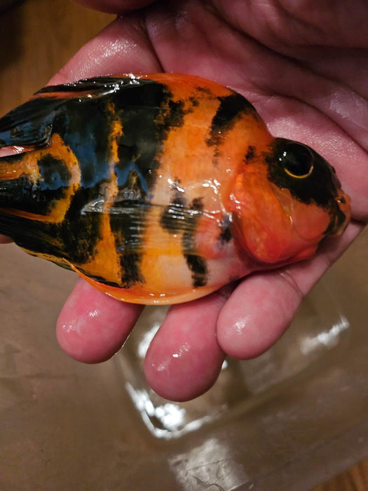 Red Tiger Parrot