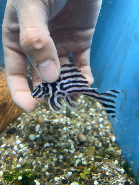Zebra Pleco Breeding Pair