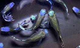 Blue Koi Short Guppy