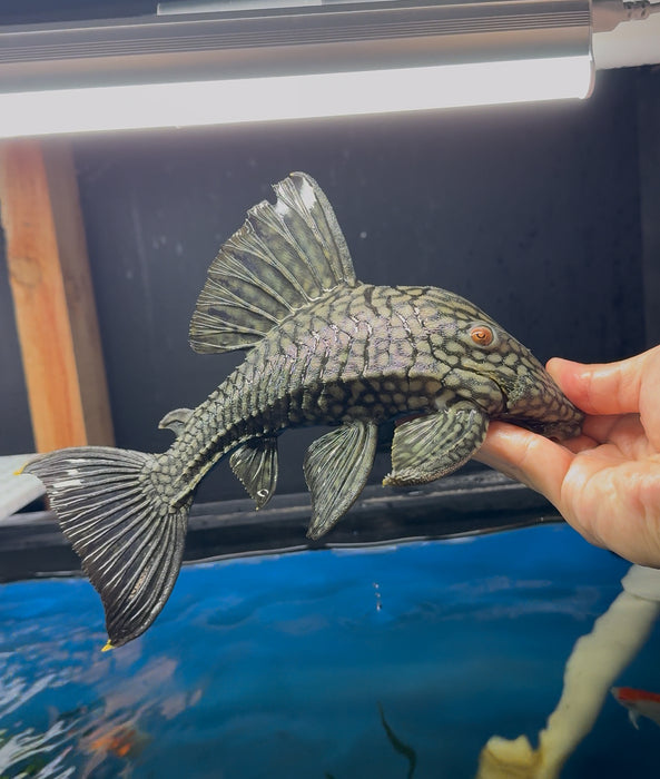 Spotted Royal Pleco