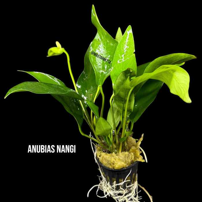 Anubias Nangi