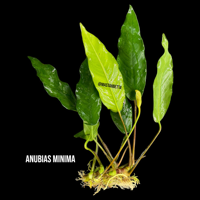Anubias Minima