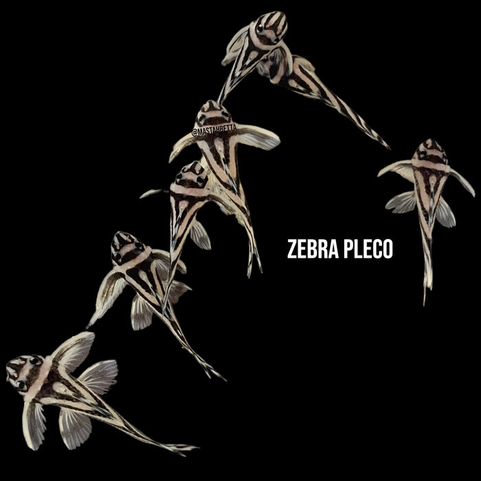 Zebra Pleco