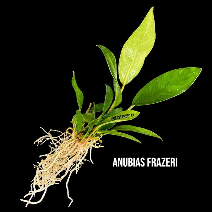 Anubias Frazeri