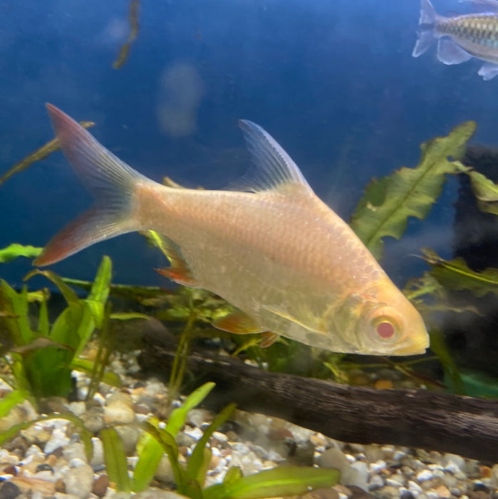 Group of 6x Albino Tinfoil Barb