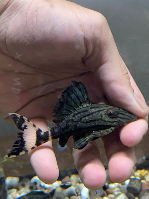 Broken Line Royal Pleco