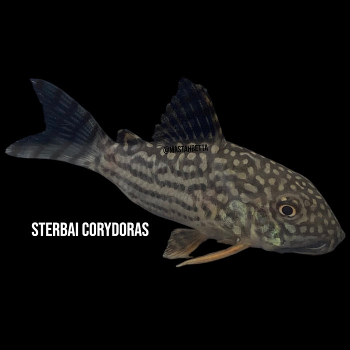 Sterbai Corydoras