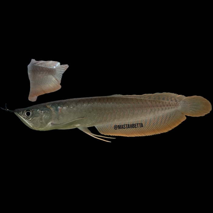 Silver Arowana