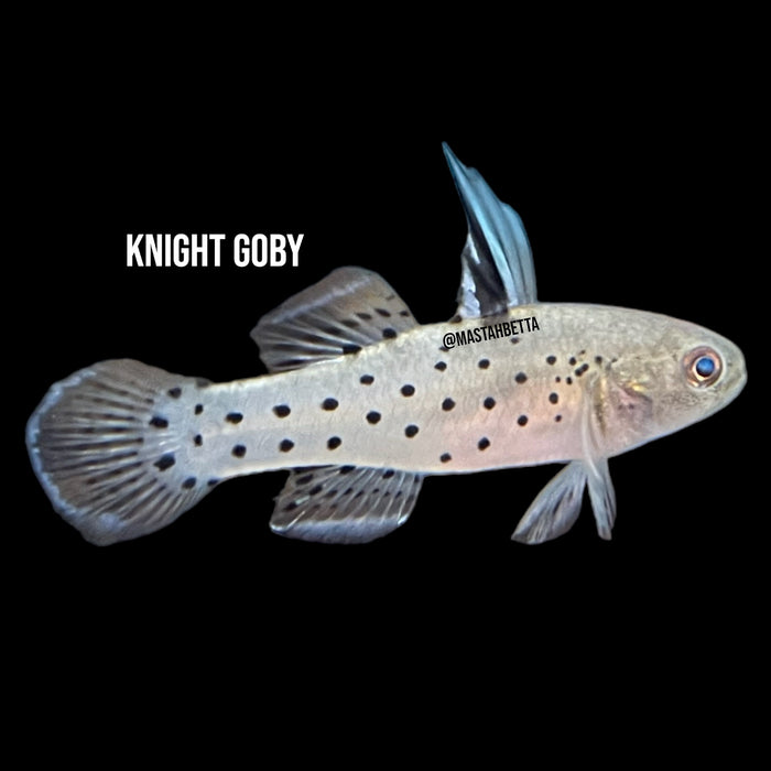 Knight Goby