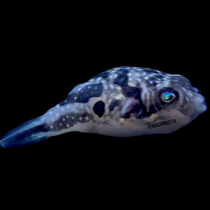 Pea Puffer