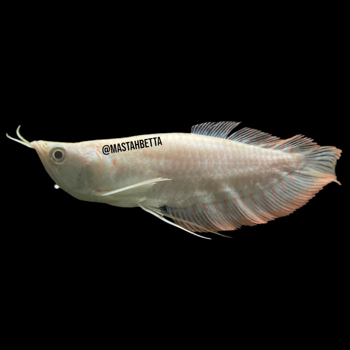 Shortbody Leucistic Arowana