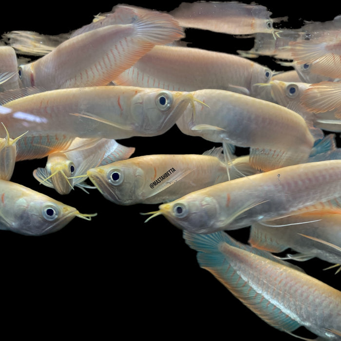 Leucistic Silver Arowana