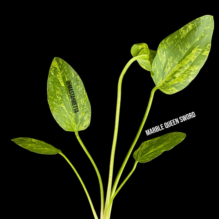 Marble Queen Radican Sword