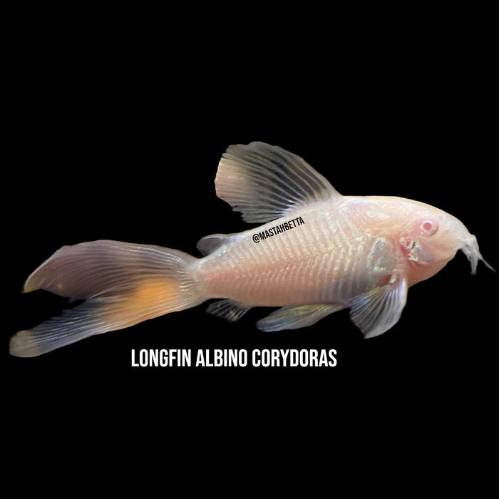 Longfin Albino Corydoras