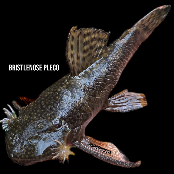 Bristlenose Pleco