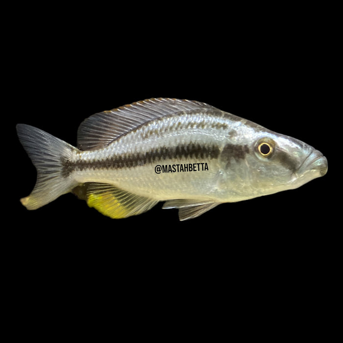 Blue Compressiceps
