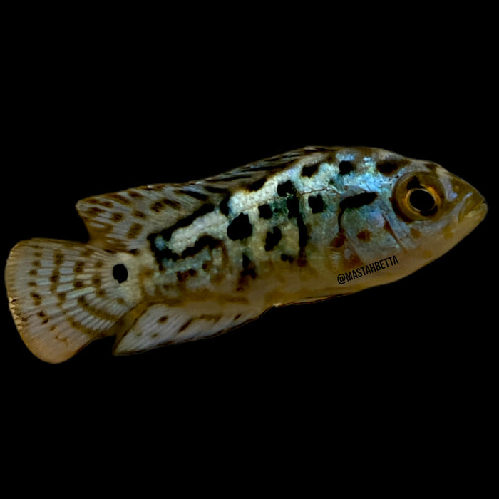 Electric Blue Jack Dempsey
