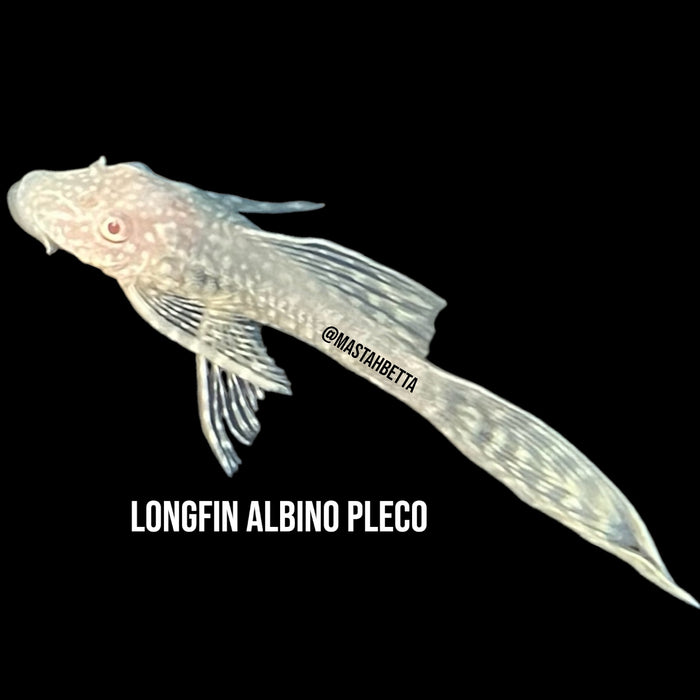 Longfin Albino Bristlenose Pleco