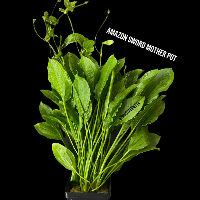 Amazon Sword Mother Pot