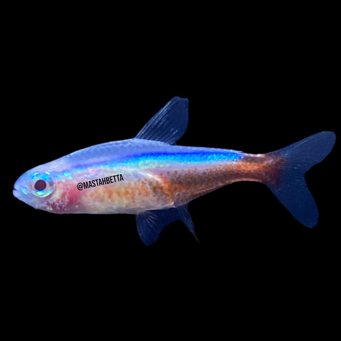 Albino Cardinal Tetra