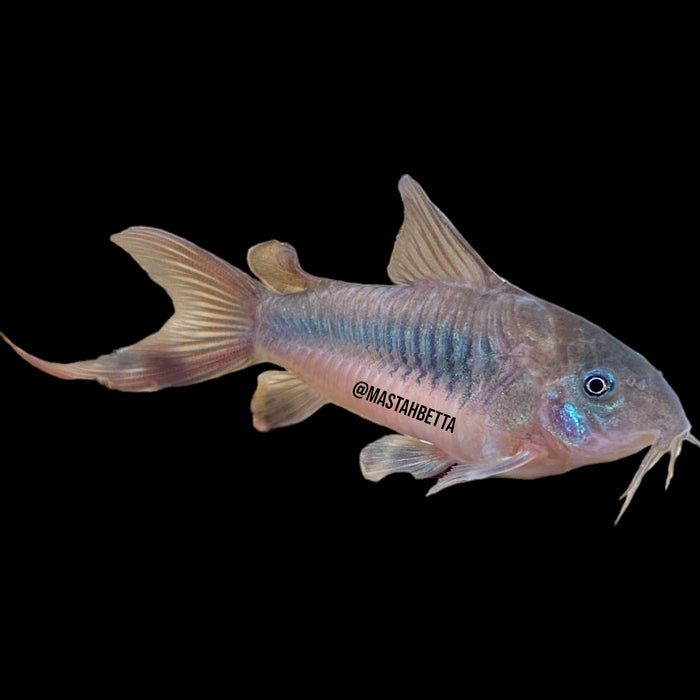 Bronze Corydoras