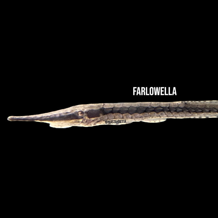 Farlowella