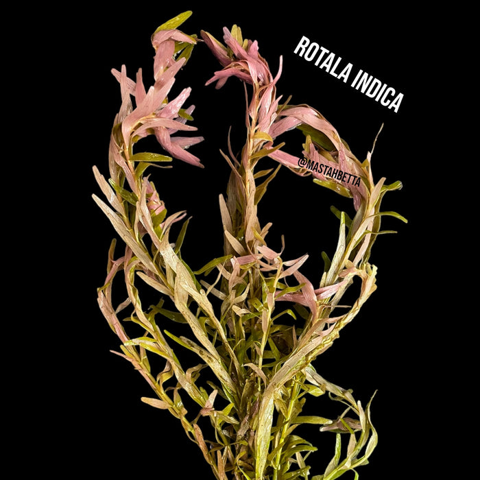 Rotala Indica