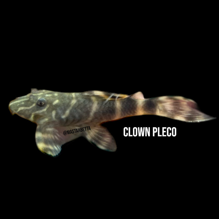 Clown Pleco