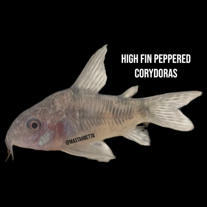Peppered Corydoras