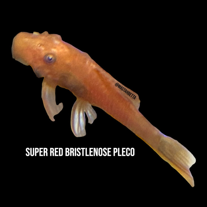 Super Red Bristlenose Pleco