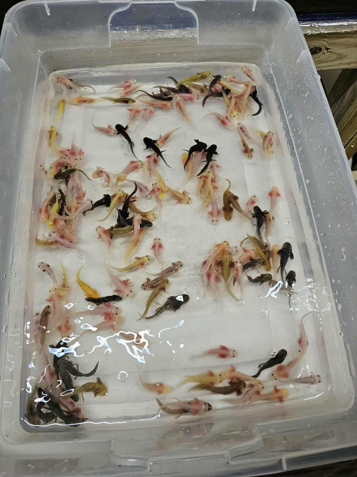 Axolotls — Mastah Betta