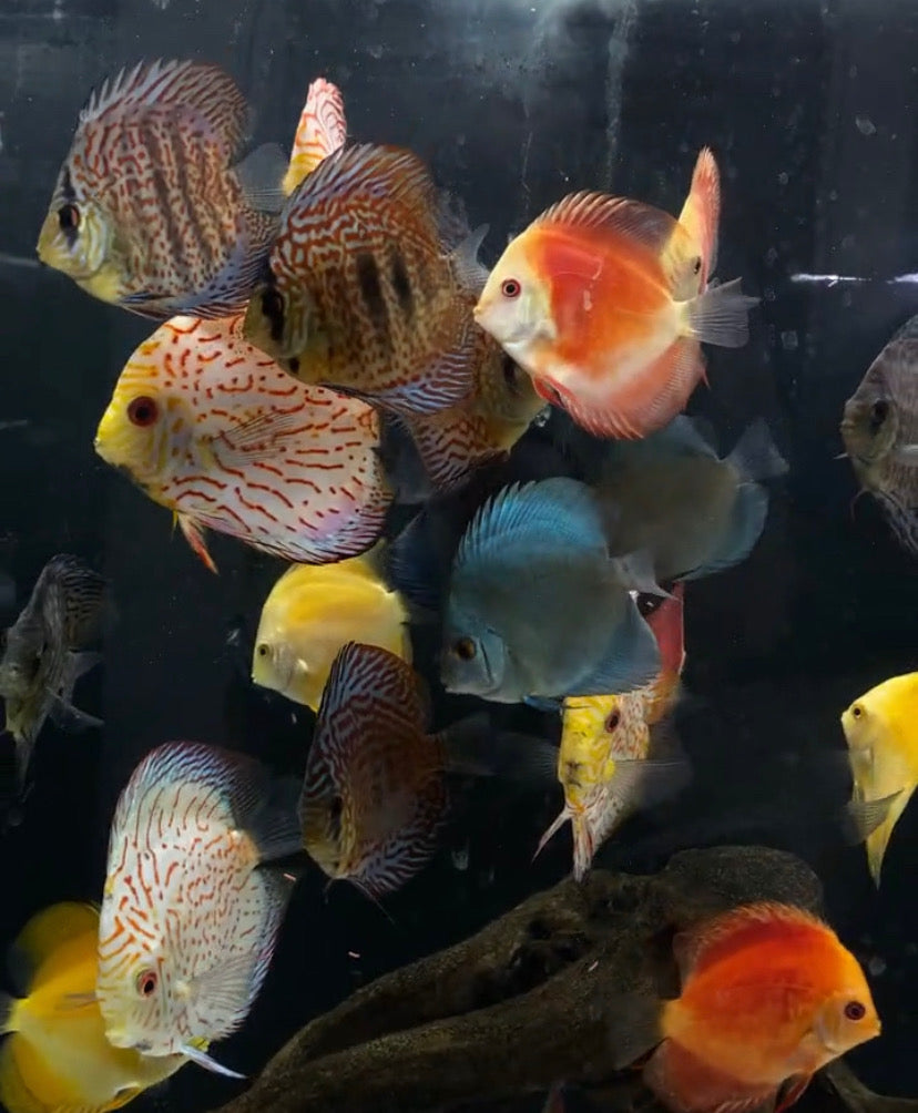 Discus — Mastah Betta