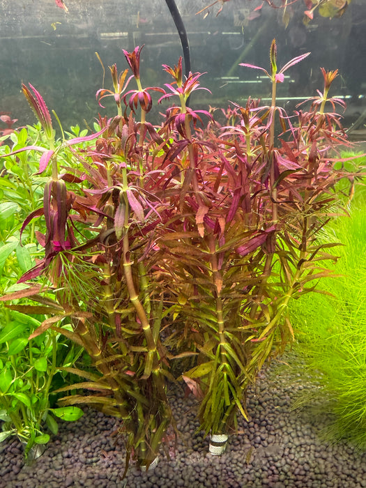 Limnophila Hippuroides