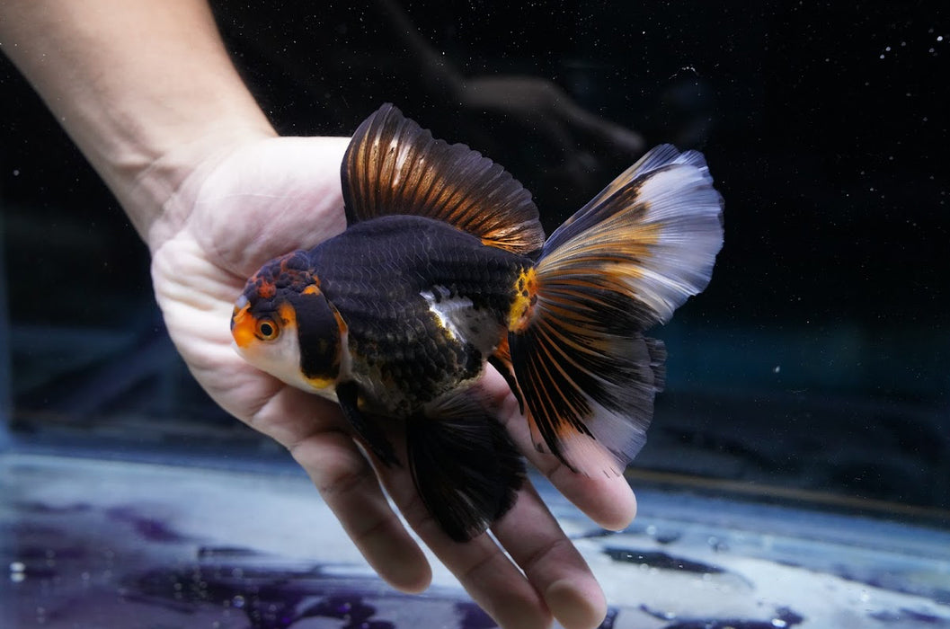 Tricolor Oranda 4”-5” #180-18