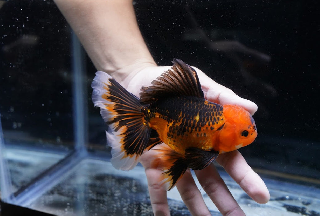 Tricolor Oranda 4”-5” #125-19
