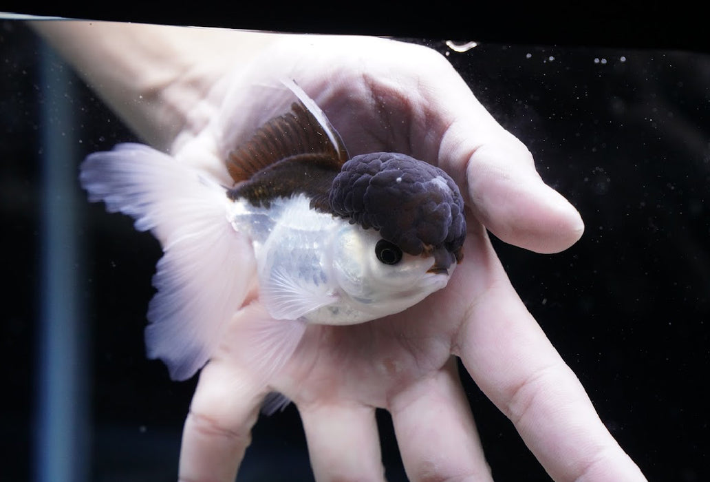 Panda Oranda 3.5”-4” #43-08