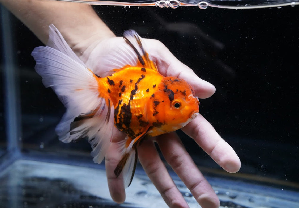 Tiger Oranda 4”-5” #125-07