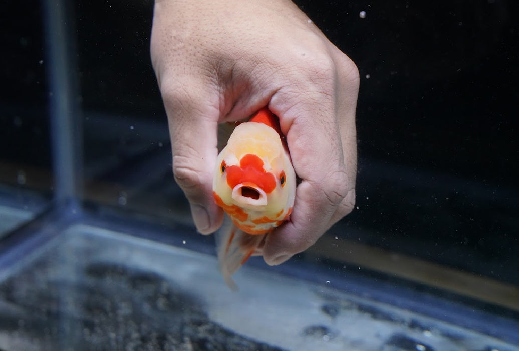 Tricolor Oranda 4”-5” #125-21