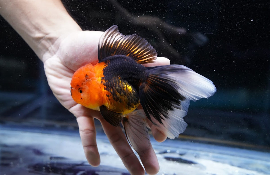Tricolor Oranda 4”-5” #180-12