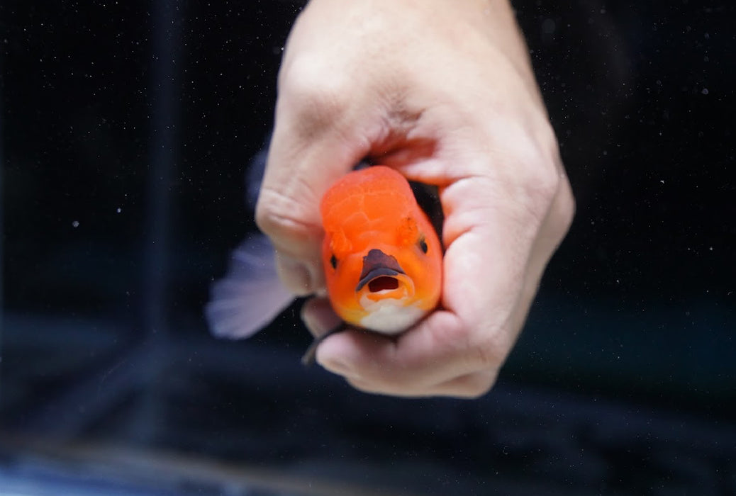 Tricolor Oranda 4”-5” #180-14