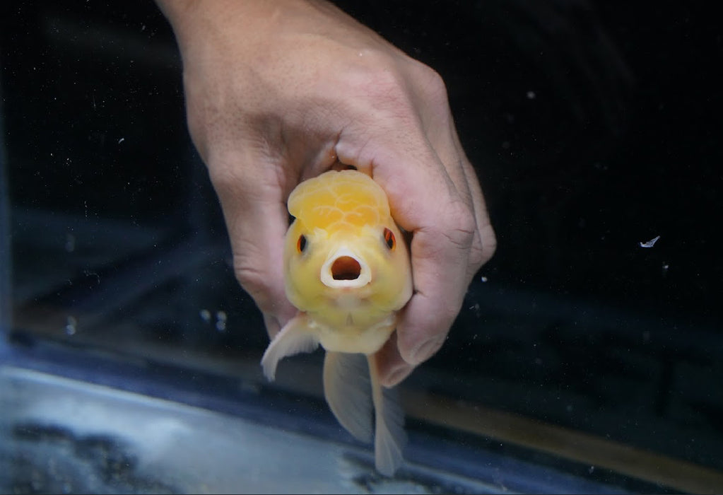 Lemon Head Oranda 4”-5” #125-10