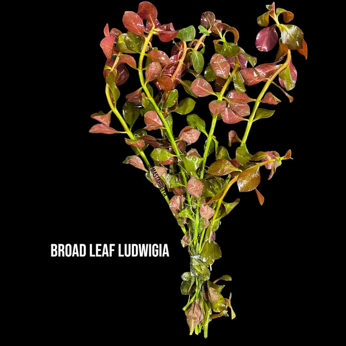 Broad Leaf Ludwigia