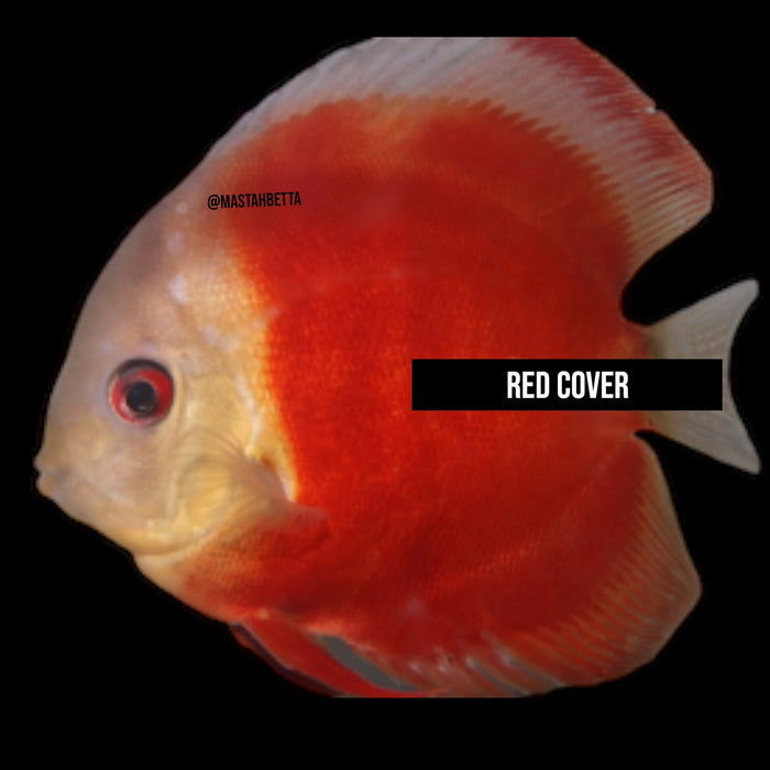 Red Cover Discus